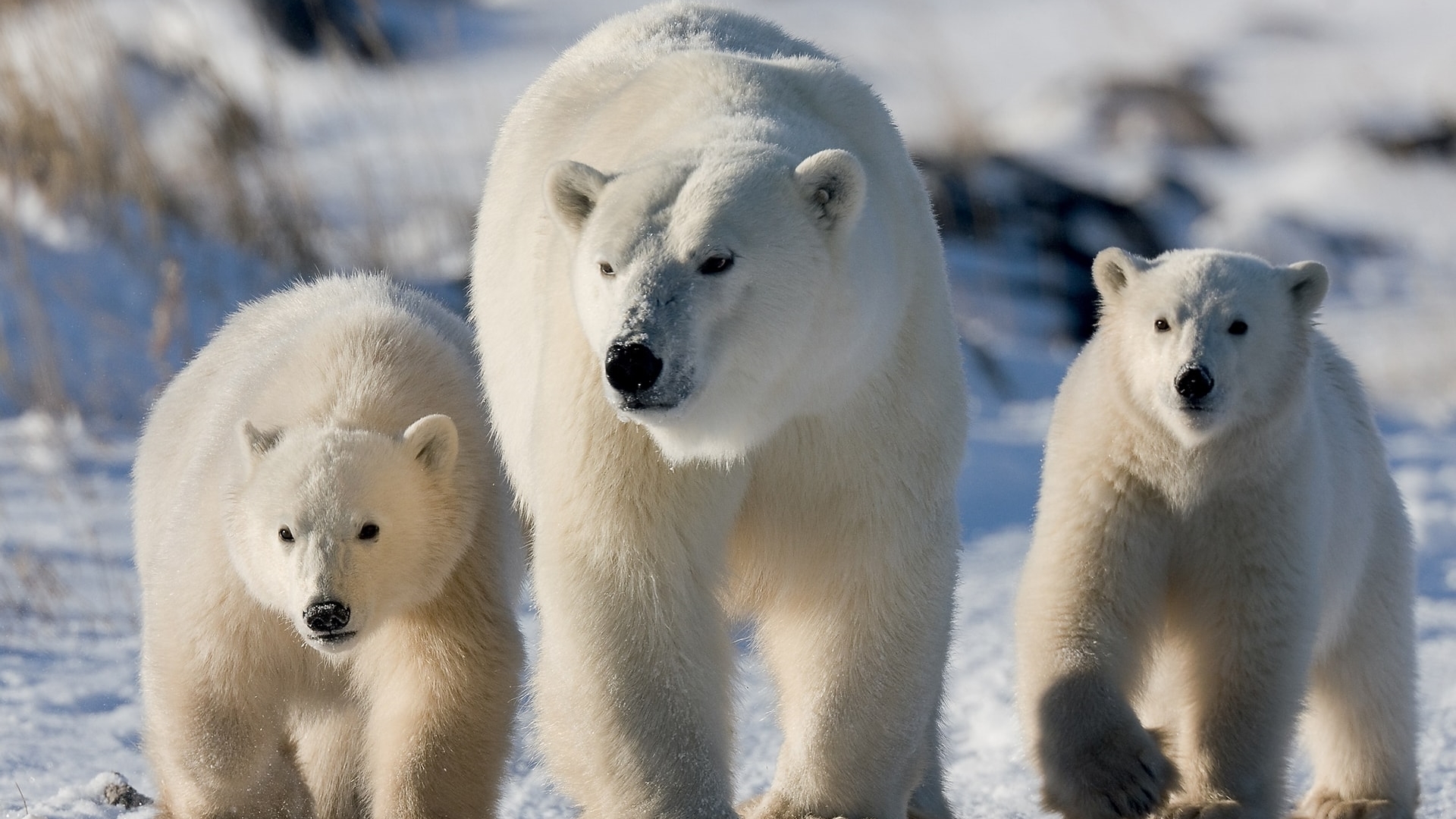 Read more about the article The Polar Bear Alley