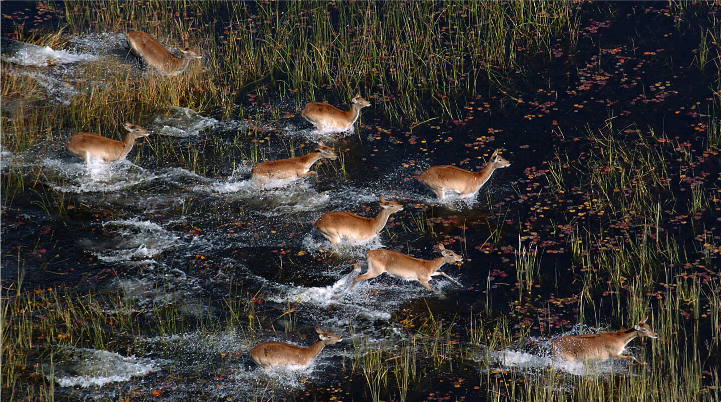 botswana-slider-1