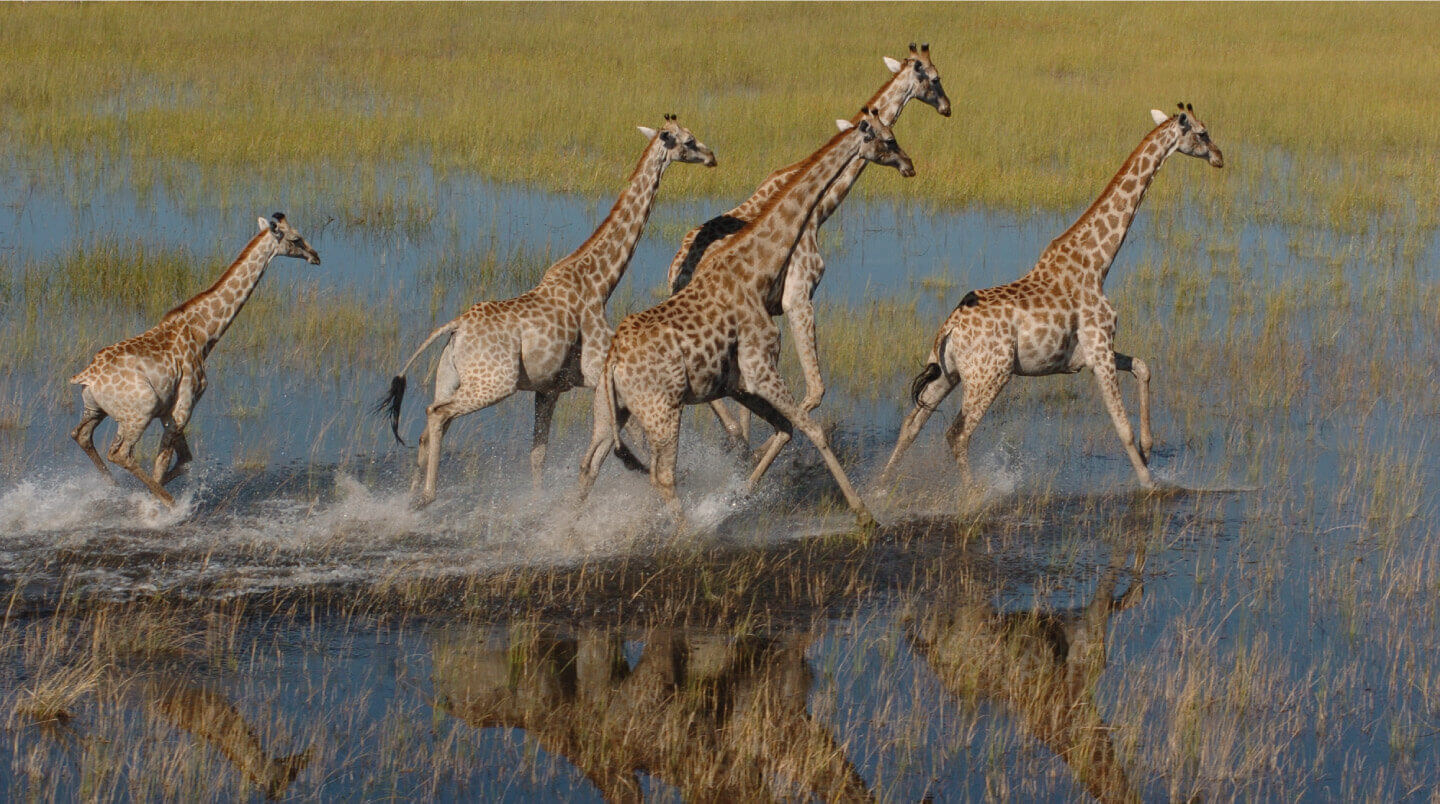botswana-slider-4