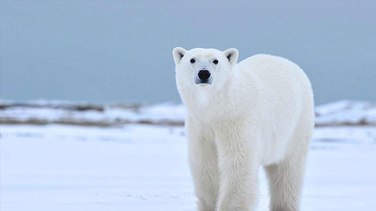 Read more about the article The Great Ice Bears
