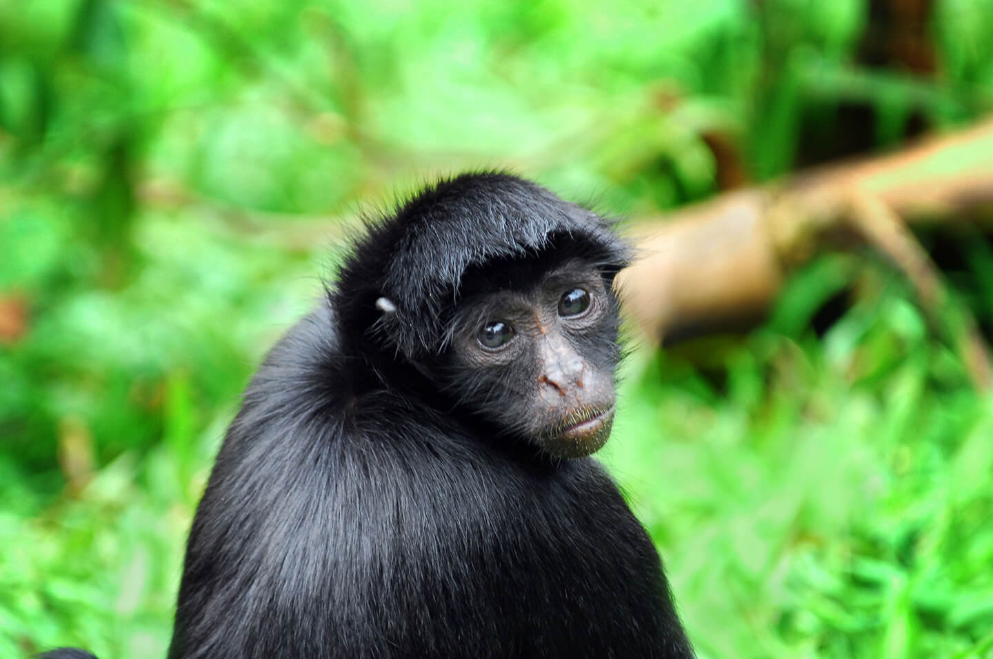 10-Black-spider-monkey