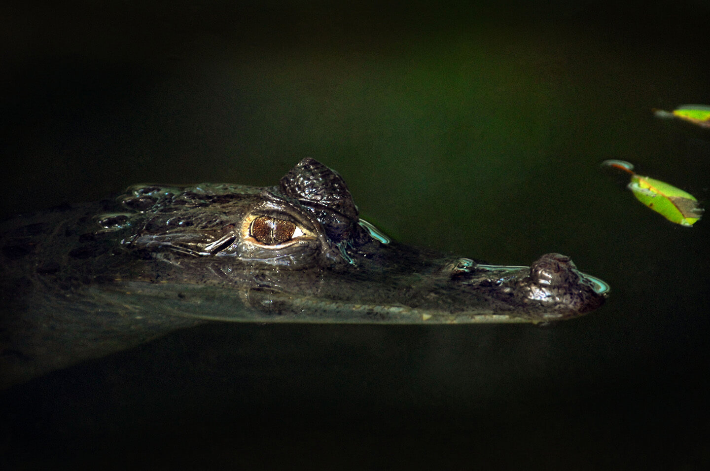 11-Caiman