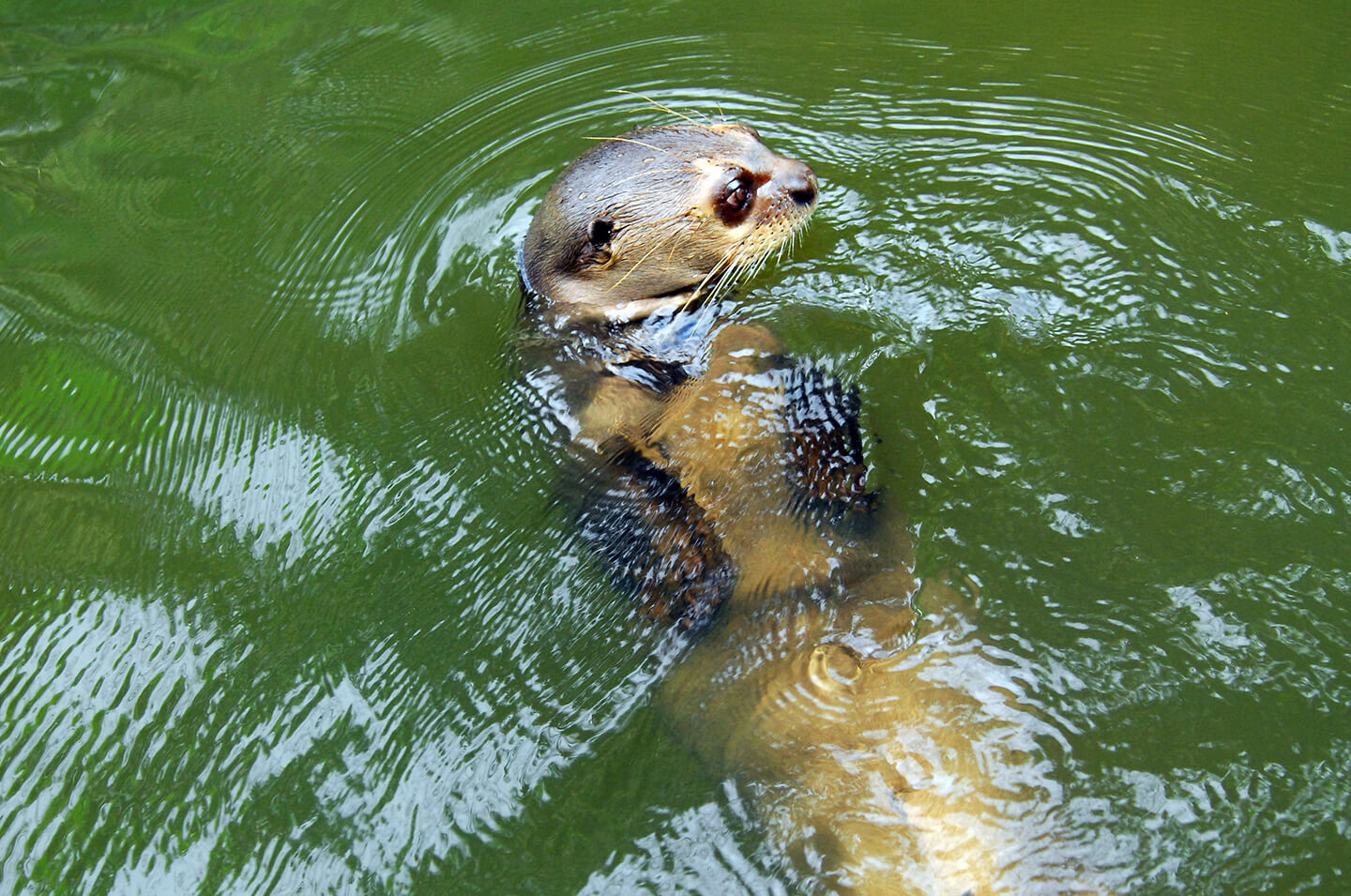 12-Giant-River-Otter