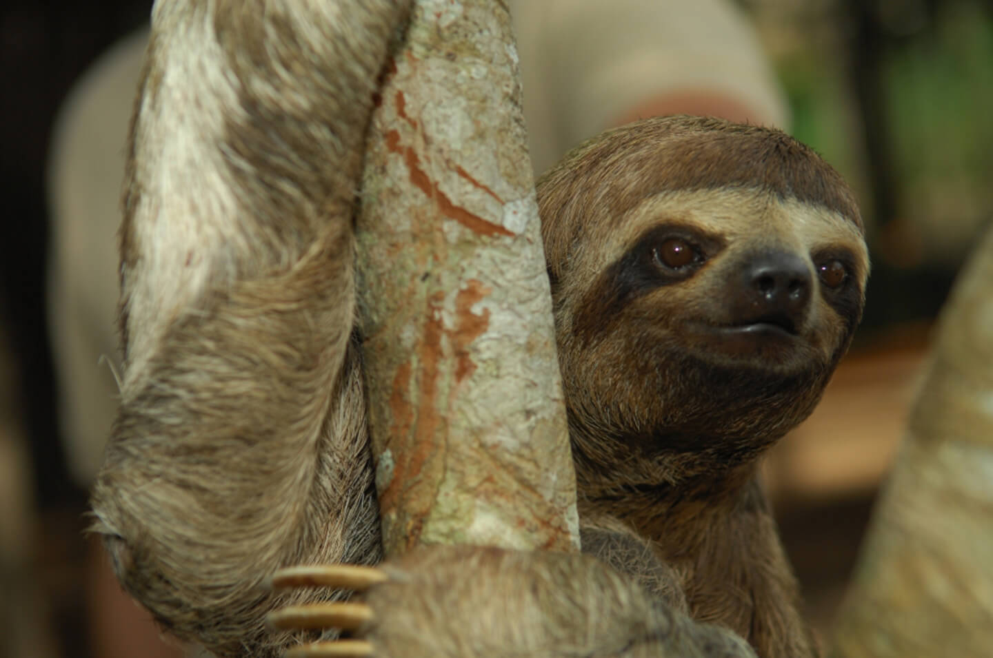 13-Three-Toed-Sloth-1