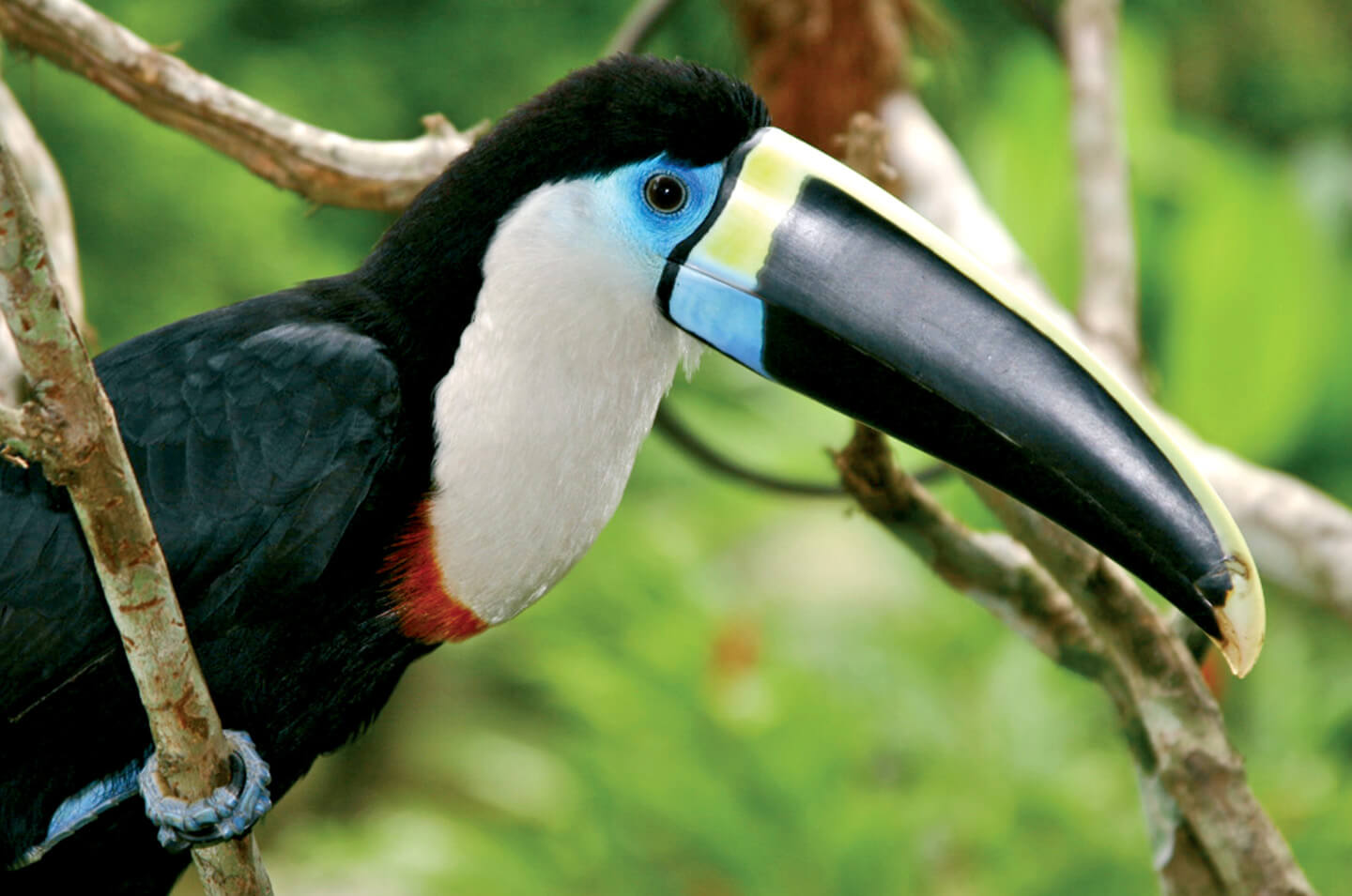 14-Toucan
