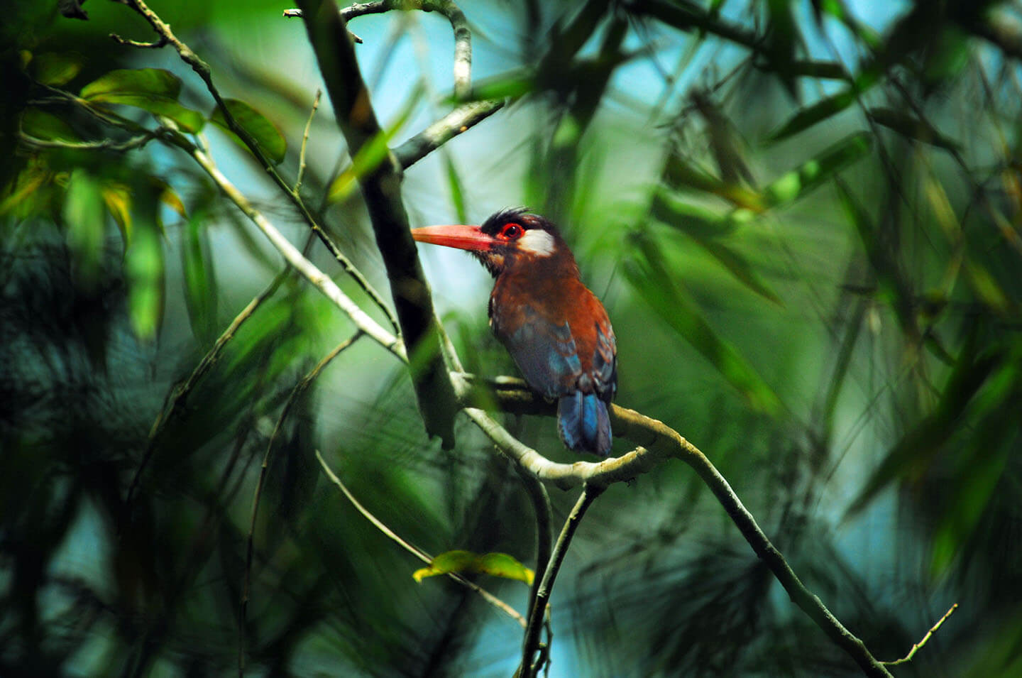 15-Woodcreeper