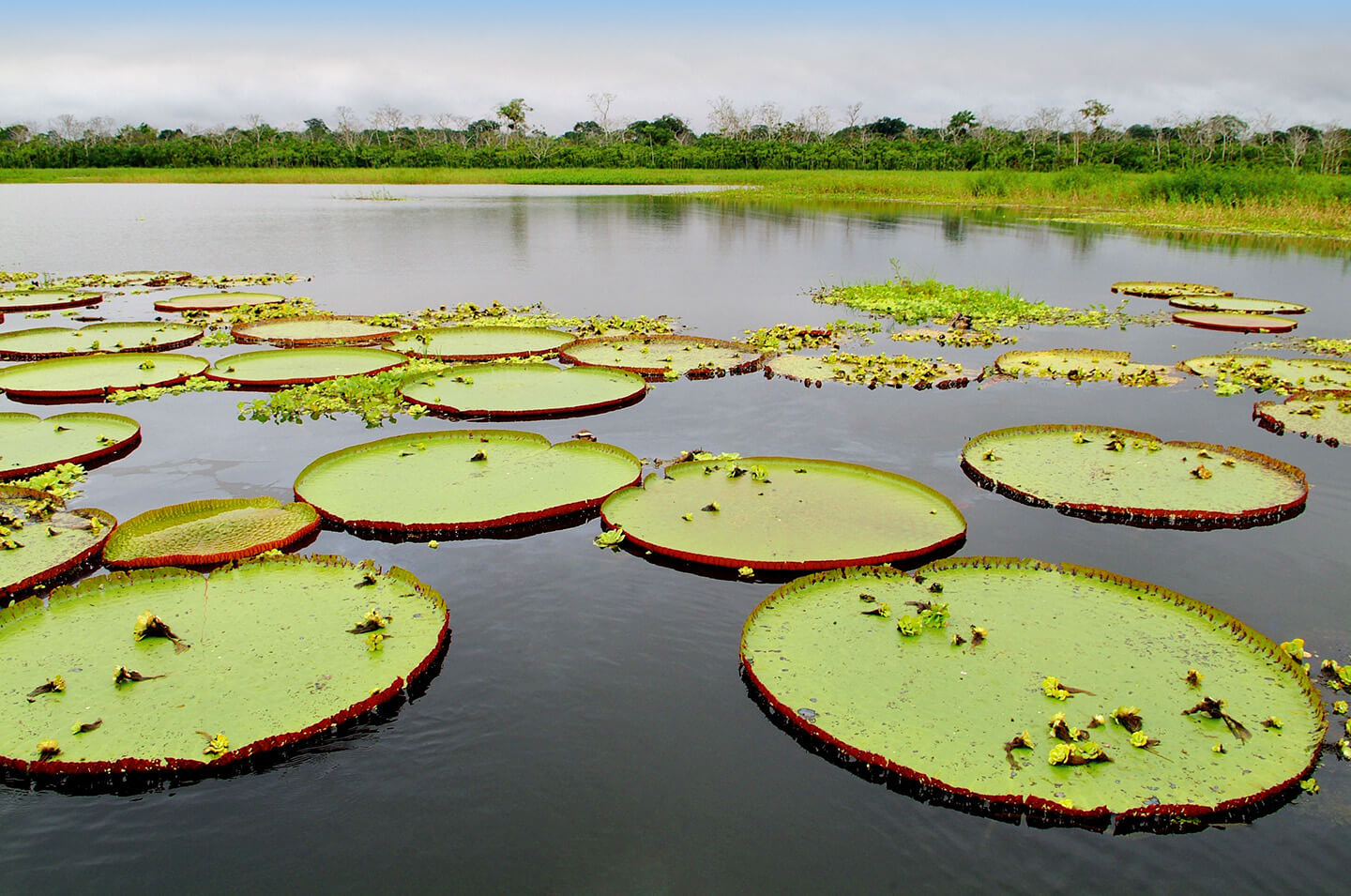 16-Giant-Water-Lily