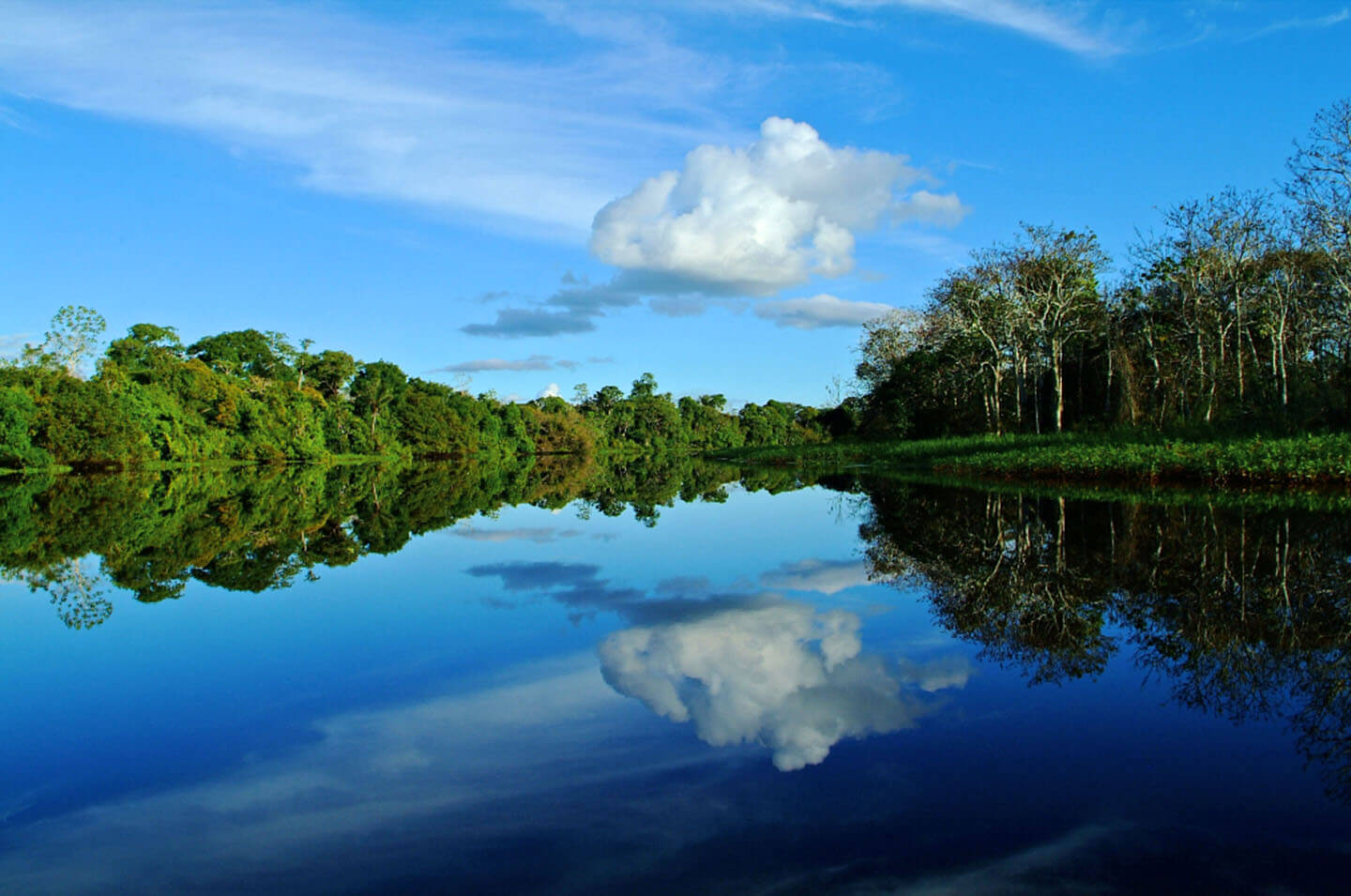 2-Mirrored-Forest