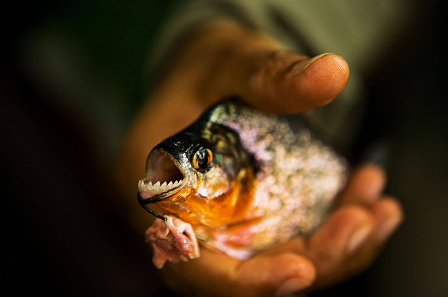 9-Piranha