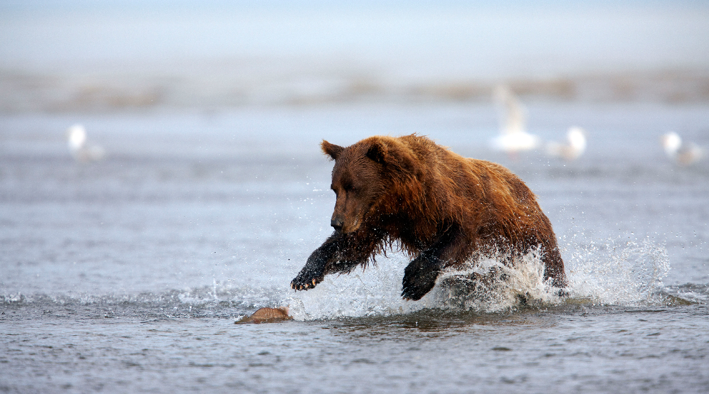 Alaskan-Air-Safari-04