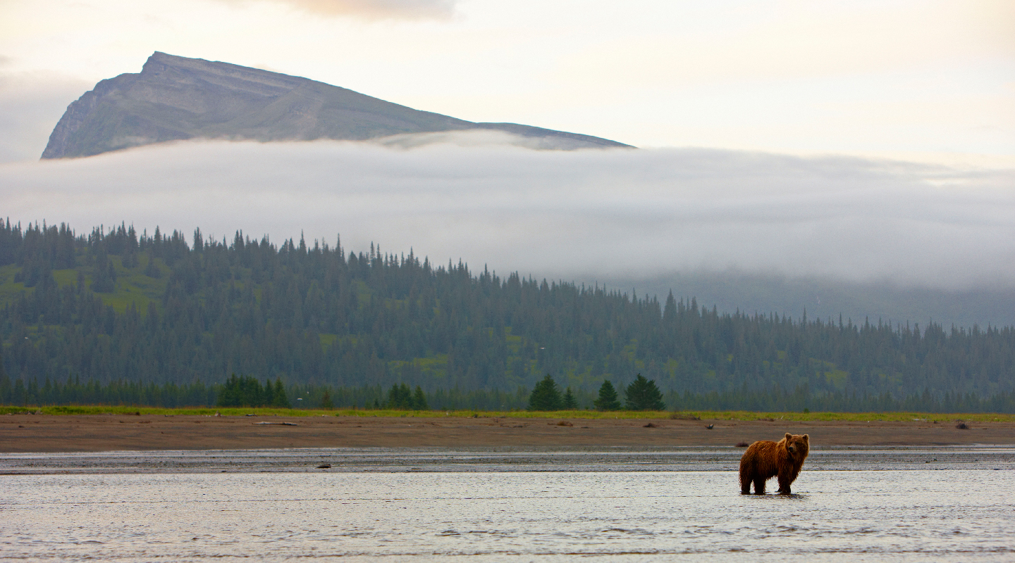 Alaskan-Air-Safari-05