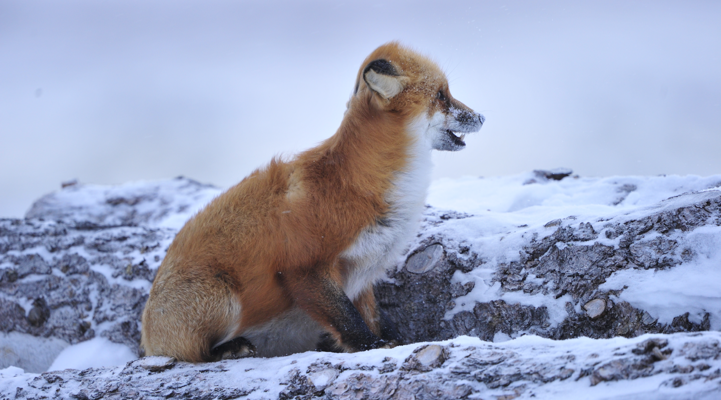 Photography-in-the-Artic-03