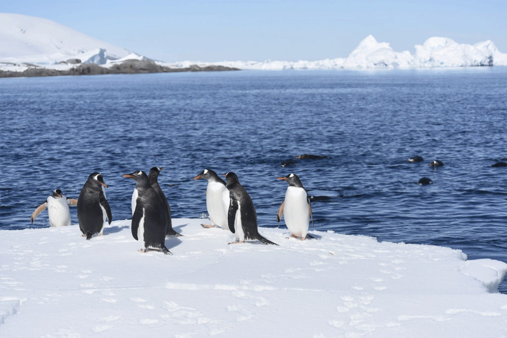 Antarctica penguins
