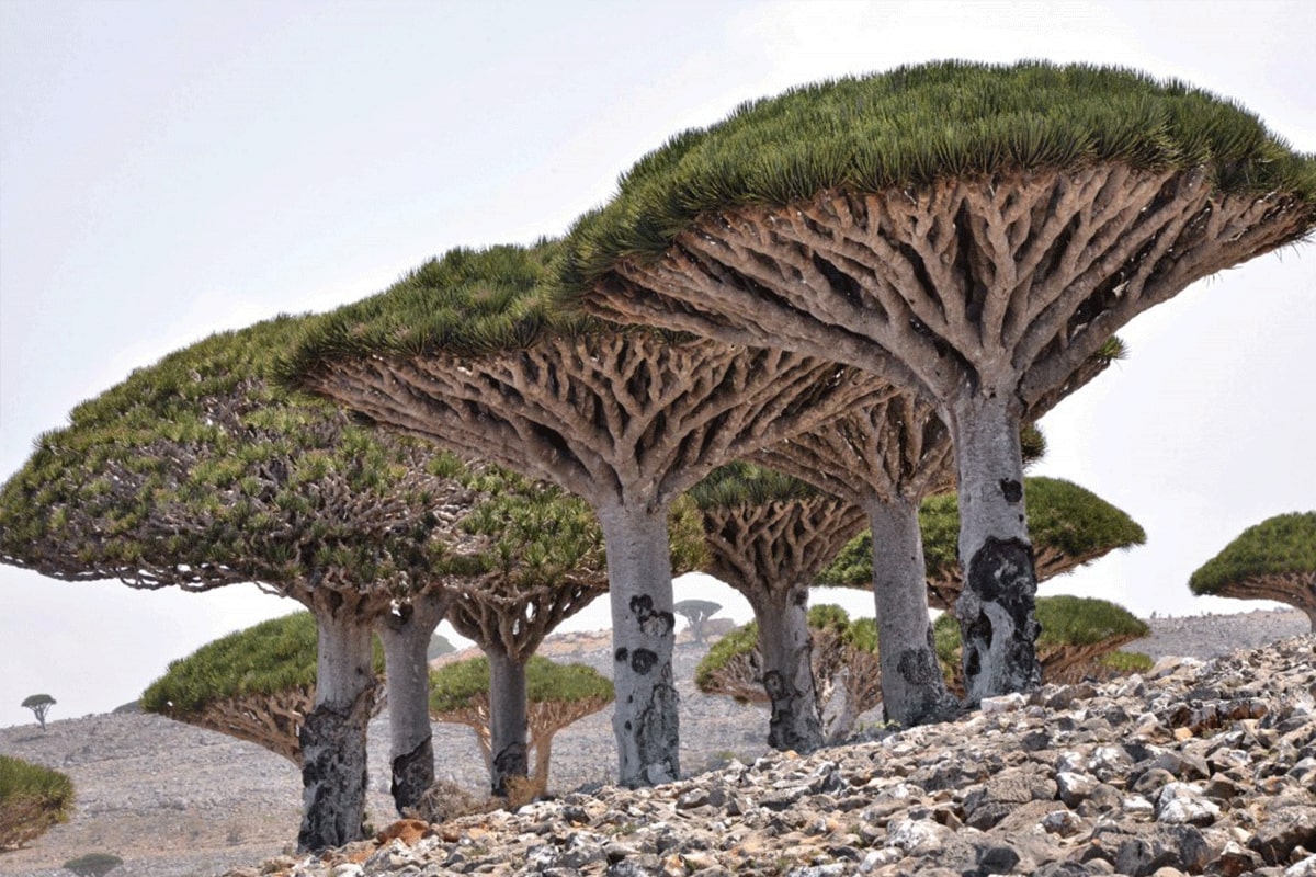 Socotra Islands, Yemen